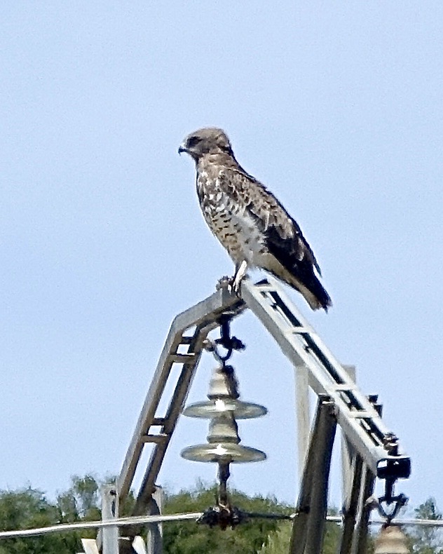 short-toed eagle
